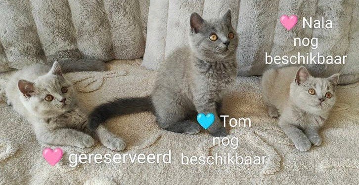 Britse korthaar kittens per direct beschikbaar, Meerdere dieren