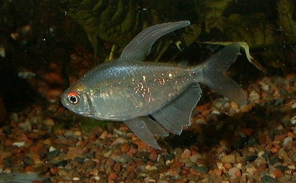 Moenkhausia pittieri diamantzalm / diamanttetra, Vis, Zoetwatervis, Schoolvis
