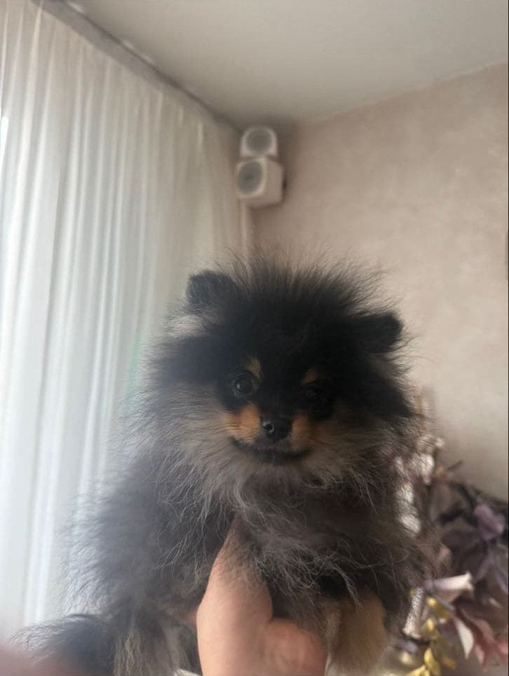 Black an tan pomeriaan pup Nl ouders met fci, Dieren en Toebehoren, Honden | Poolhonden, Keeshonden en Oertypen, Keeshond, Reu