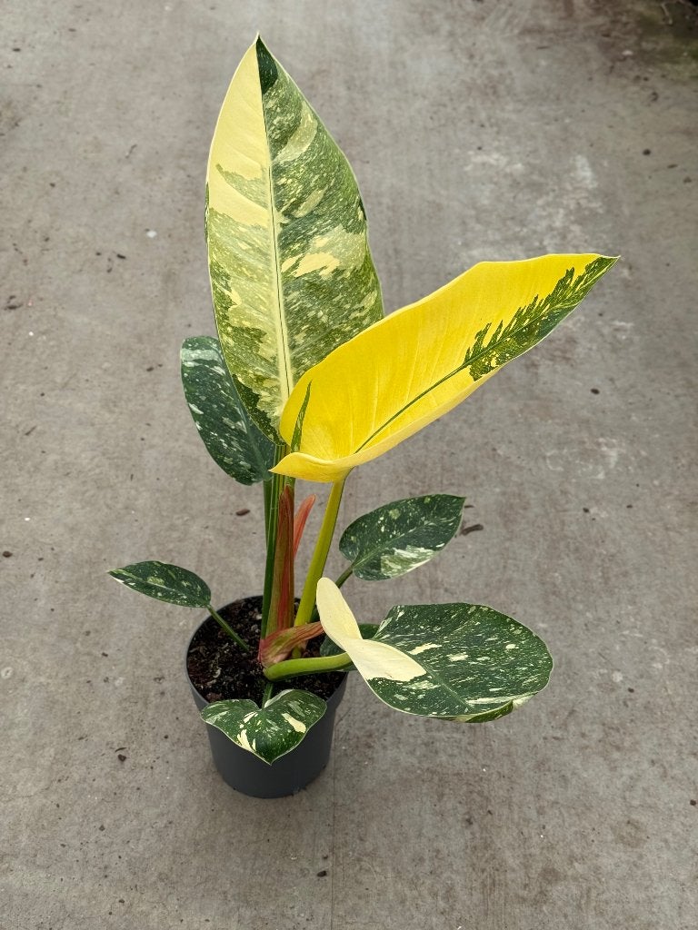 Philodendron Green Congo Marble Variegata Groot, Ophalen of Verzenden, Halfschaduw, Minder dan 100 cm