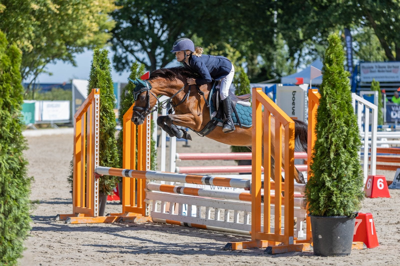 B-pony, Lieve en betrouwbare springpony, Merrie, Met stamboom, Springpony, L