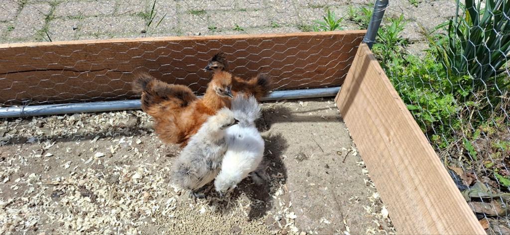 Zijdehoen krielen, Dieren en Toebehoren