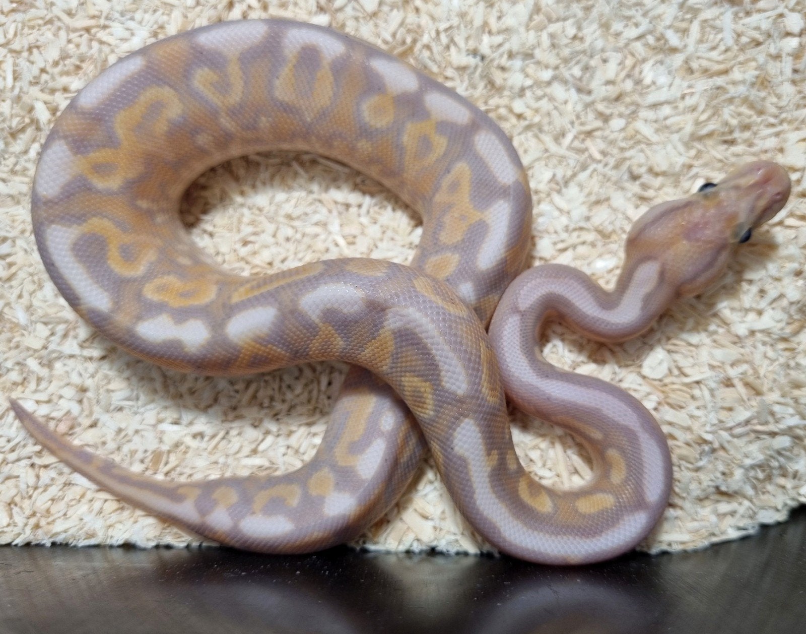 1.0 coral glow cinnamon gravel od (spotnose) het clown, Slang, 0 tot 2 jaar