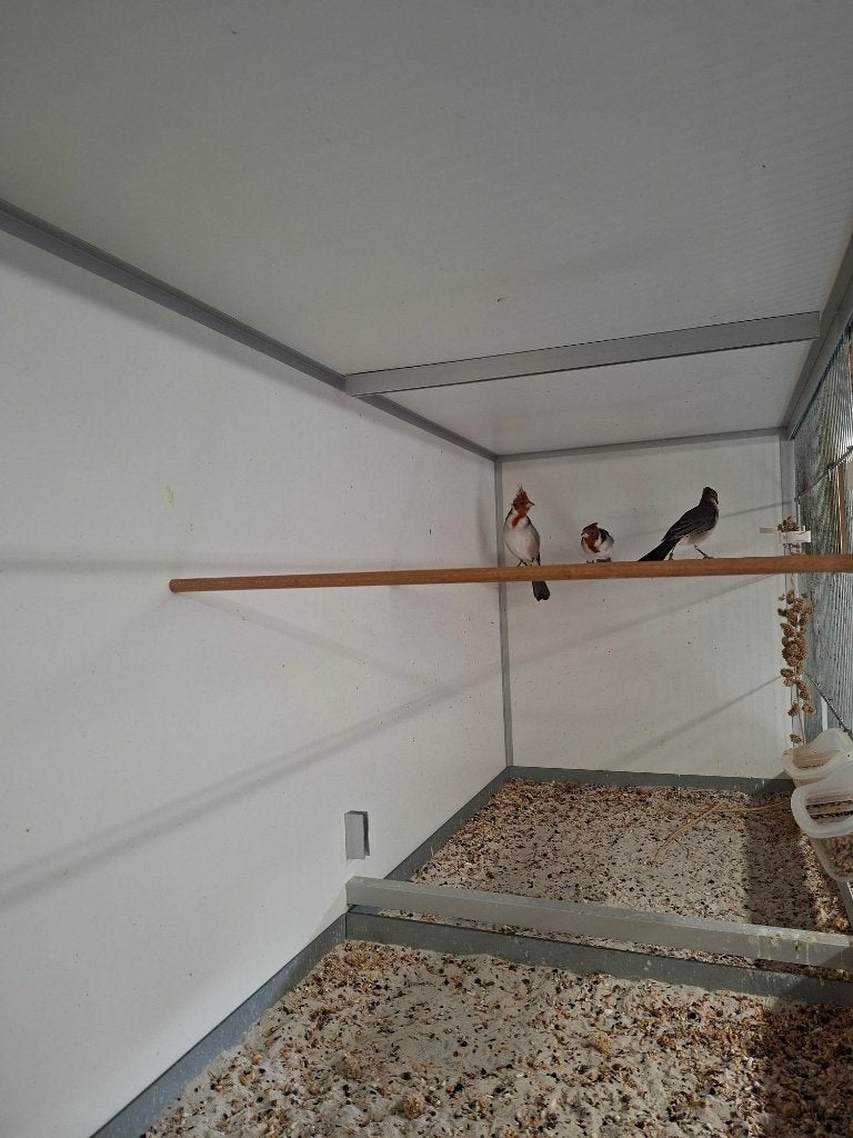 Roodkuifkardinalen, Dieren en Toebehoren, Meerdere dieren, Tropenvogel, Geringd