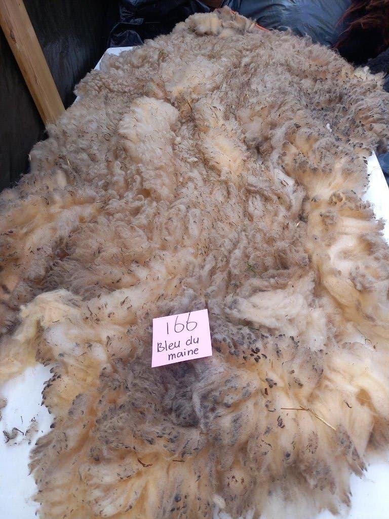 nr 166 Geschoren vacht van een Bleu du Maine schaap, Ophalen of Verzenden, Gebruikt