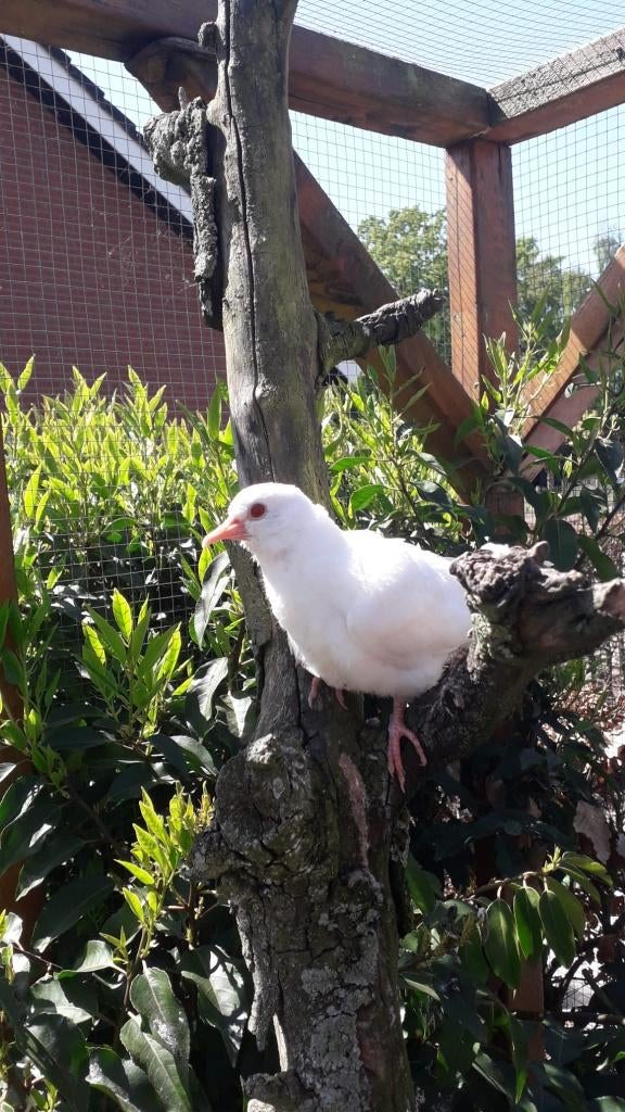 Witte lachduifjes, Dieren en Toebehoren, Vogels | Duiven, Geslacht onbekend, Overige soorten