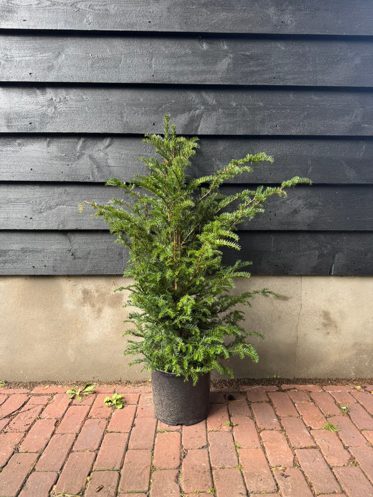 Venijnboom (Taxus baccata) 80-100cm 7.5L, Vaste plant, Halfschaduw, Lente, Ophalen