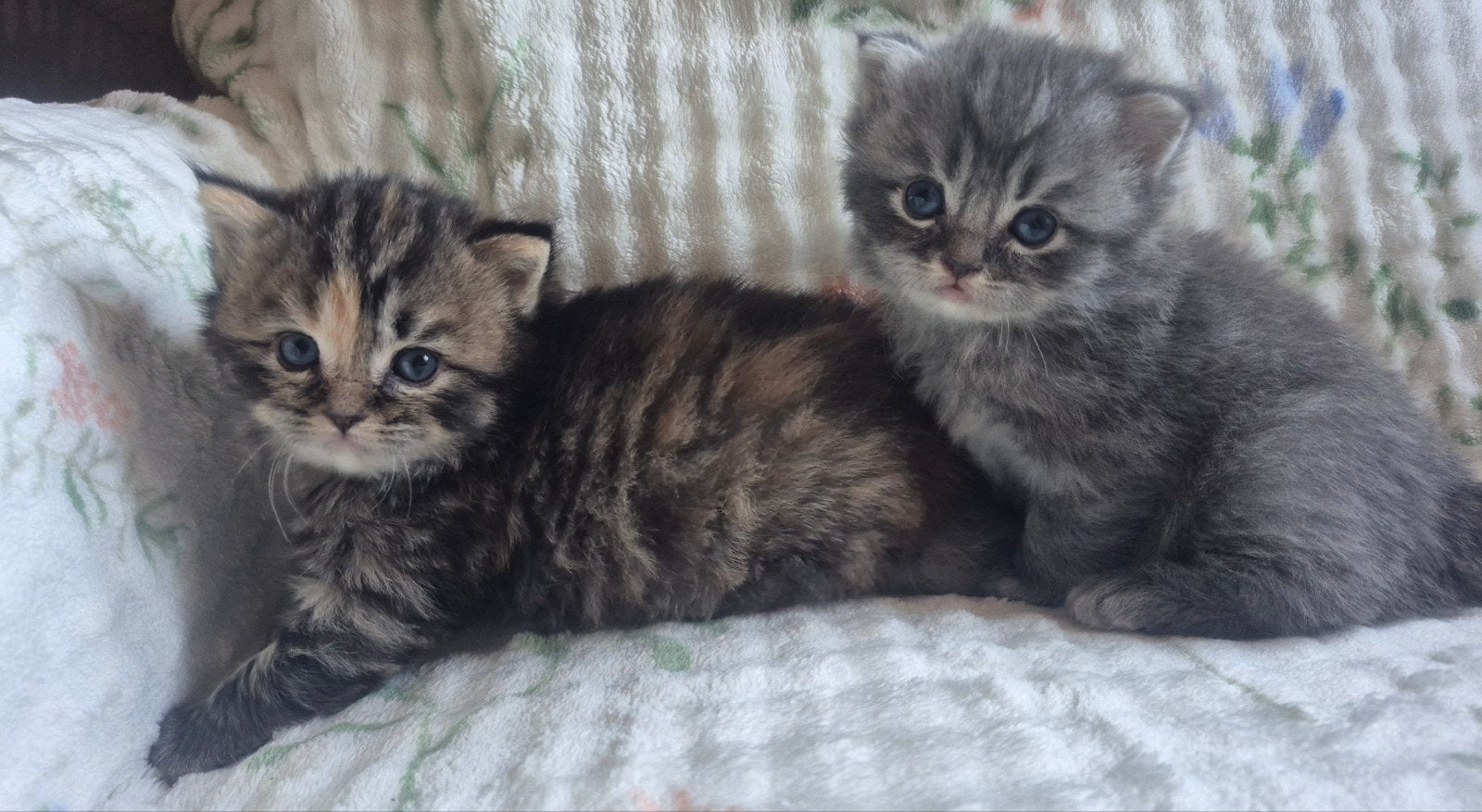 Mooie britse kort/langhaar kittens., Dieren en Toebehoren, Meerdere dieren, Gechipt