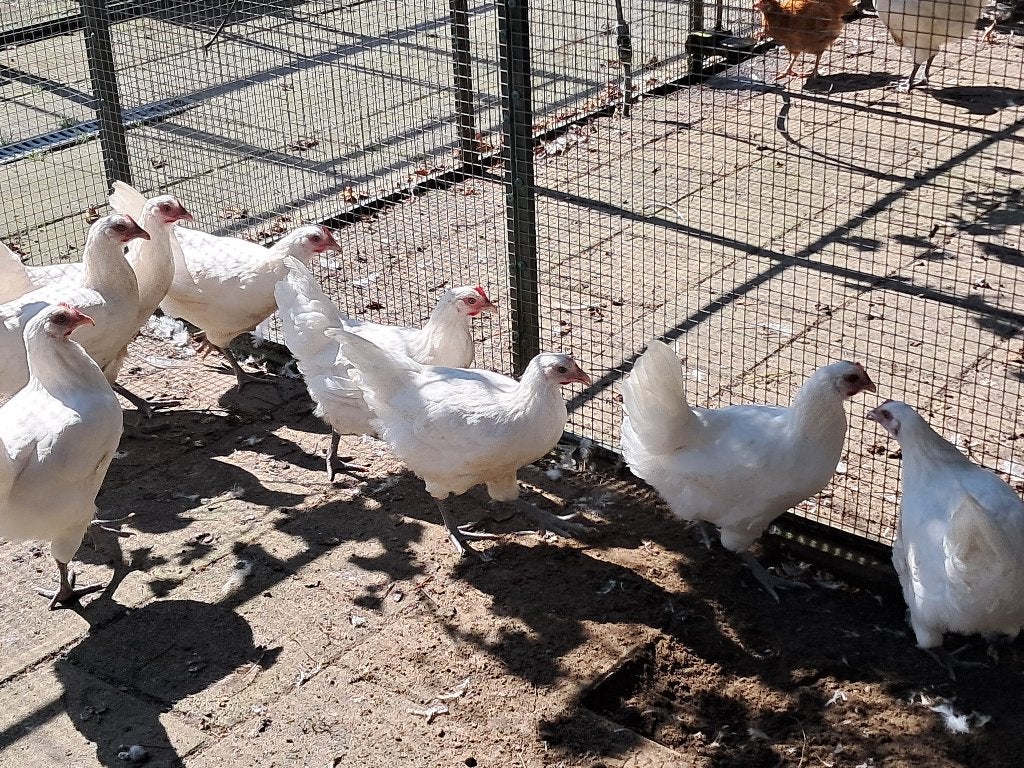 poule de Bresse leghennen, Dieren en Toebehoren, Pluimvee, Vrouwelijk, Kip