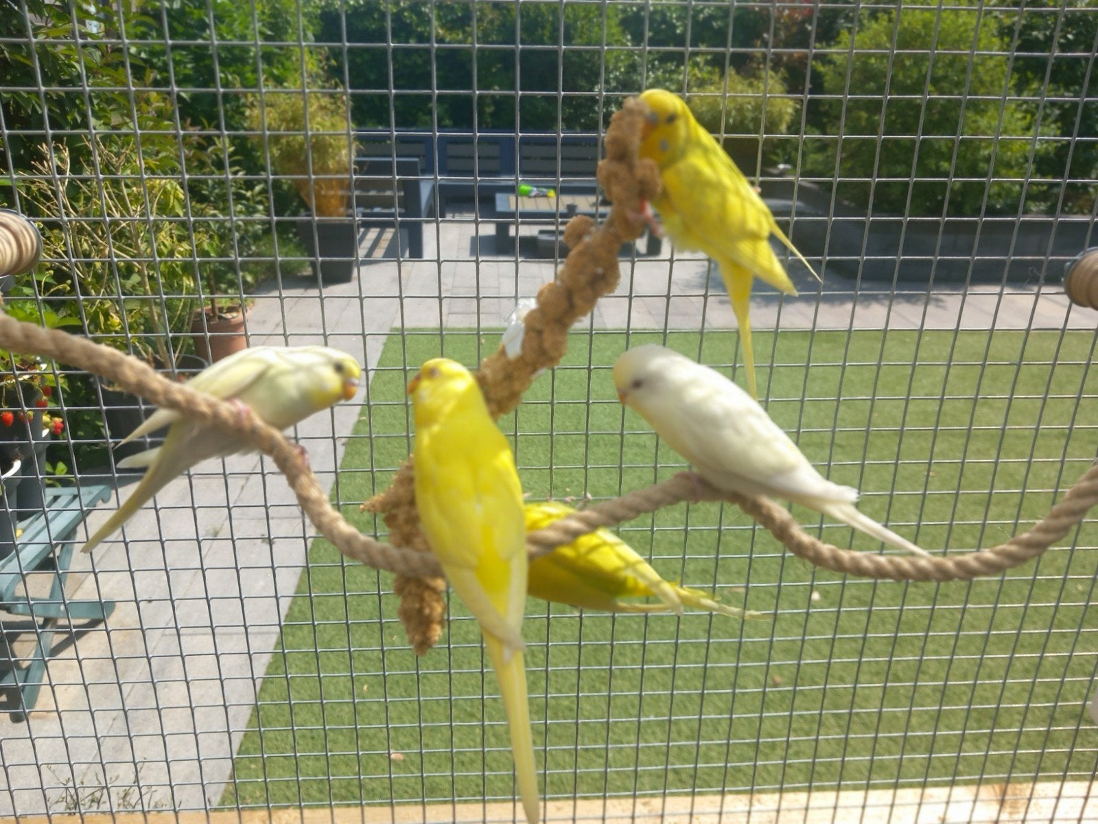 Jonge Grasparkieten, diverse kleuren, Dieren en Toebehoren, Vogels | Parkieten en Papegaaien, Meerdere dieren, Parkiet, Tam