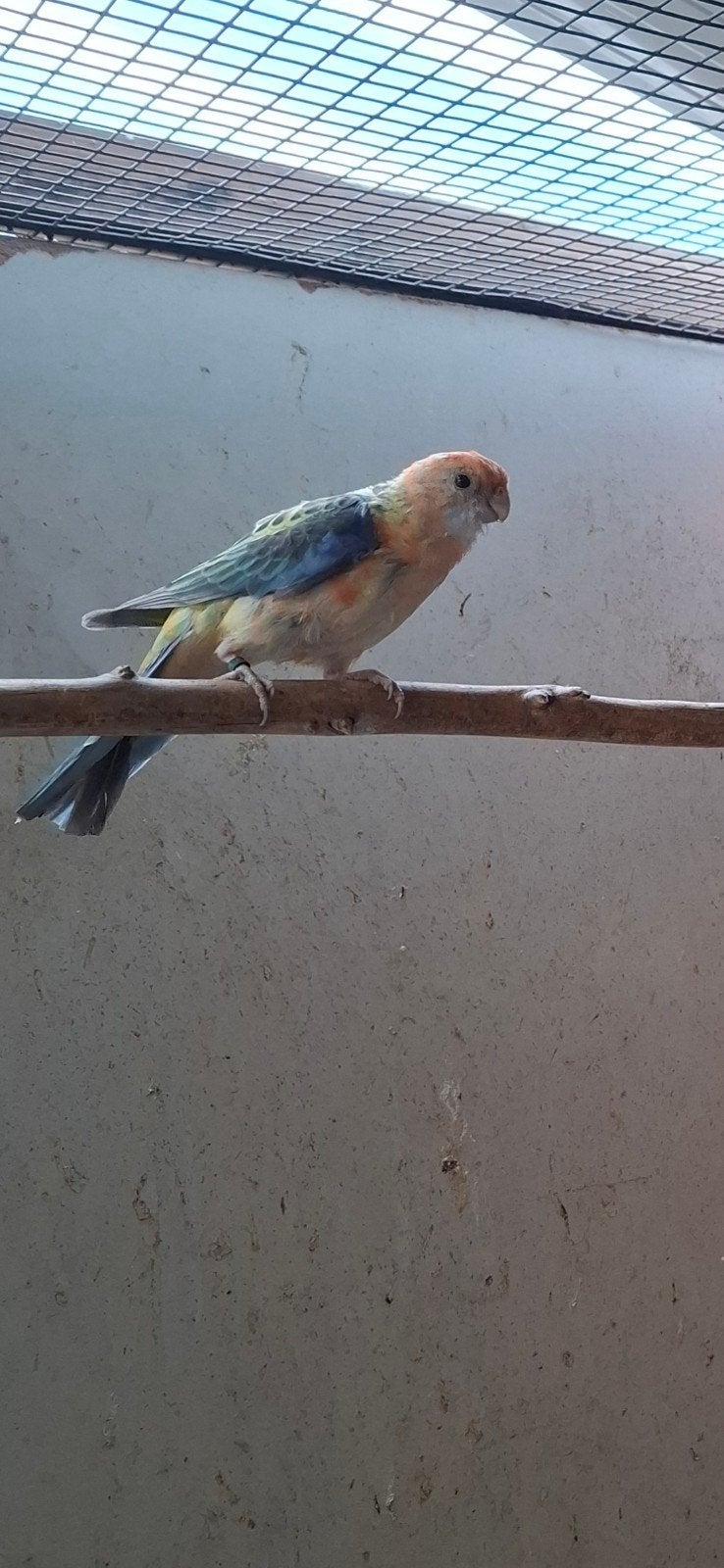 mutatie rosella's en bleekkoppen, Meerdere dieren, Parkiet, Geringd