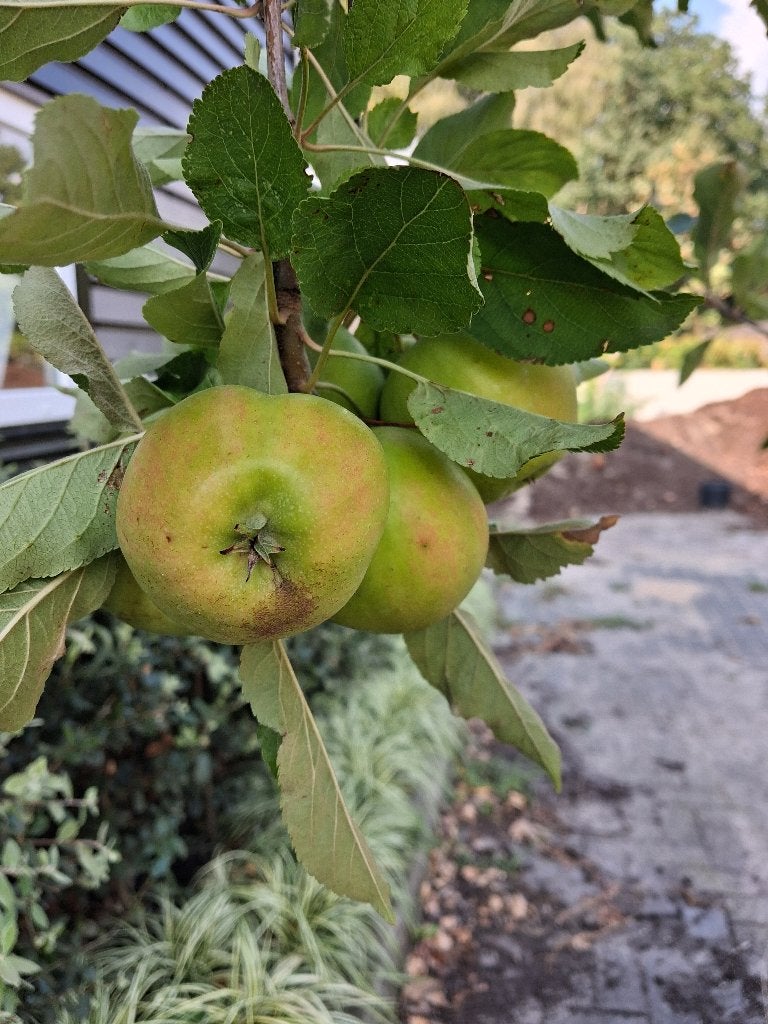 Karakteristieke oude Appelboom Elstar €165,-, Tuin en Terras, Planten | Fruitbomen, Lente, Volle zon, In pot, Ophalen of Verzenden