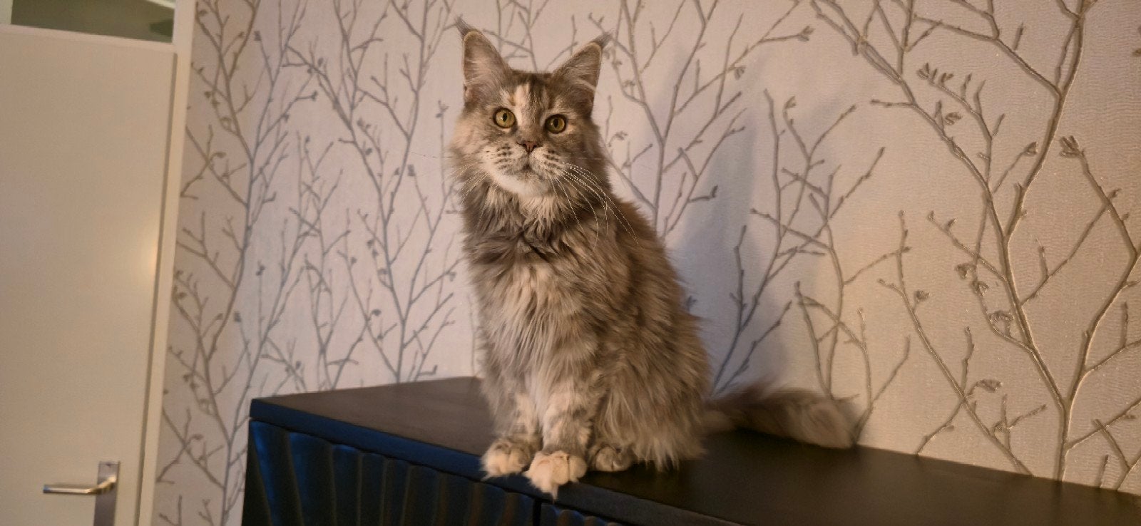 Maine Coon StreetTiger Nicky (poes), Poes, Met stamboom, 6 jaar of ouder