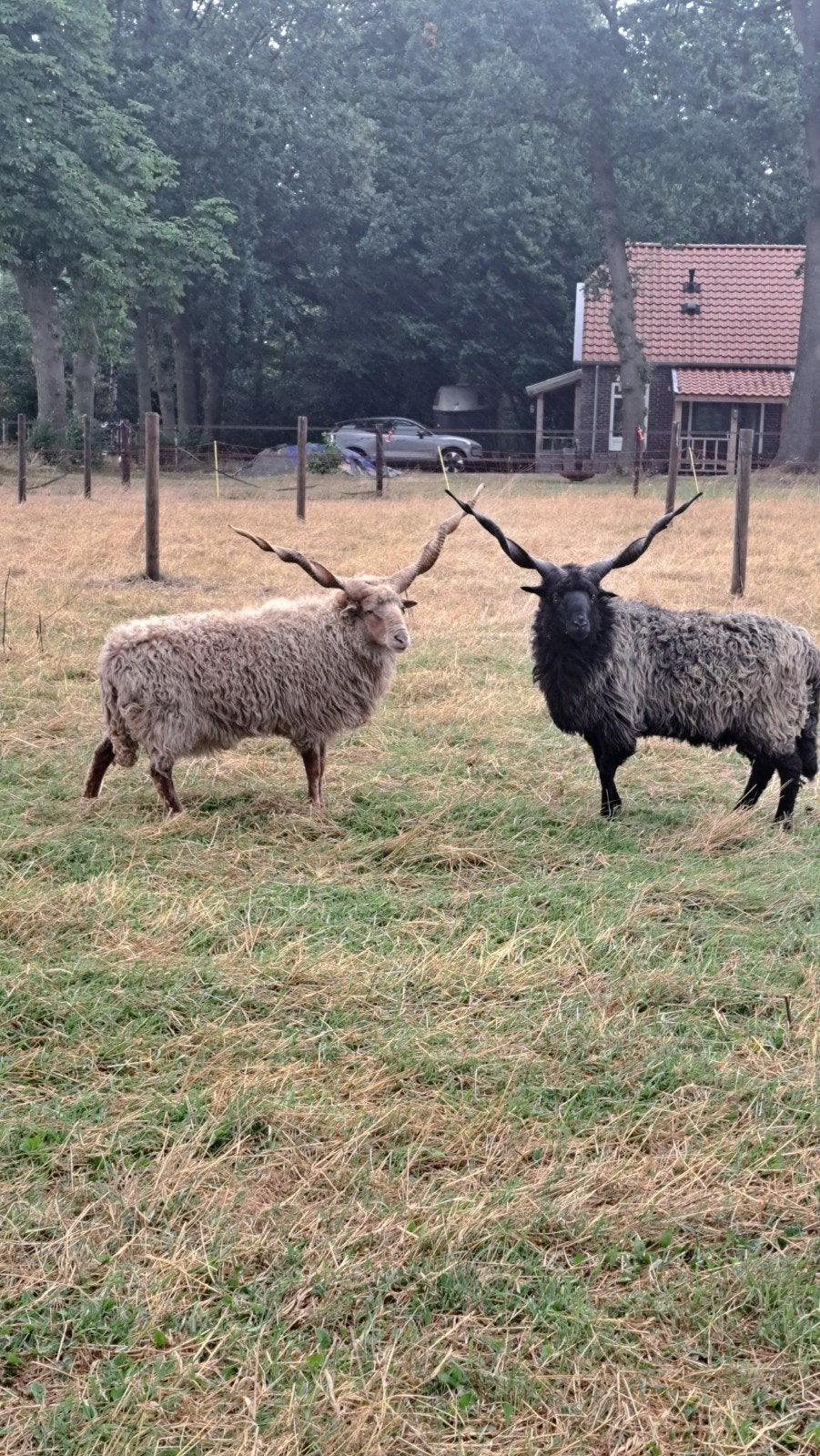 prachtige racka's te huur, Mannelijk, Schaap, 3 tot 5 jaar