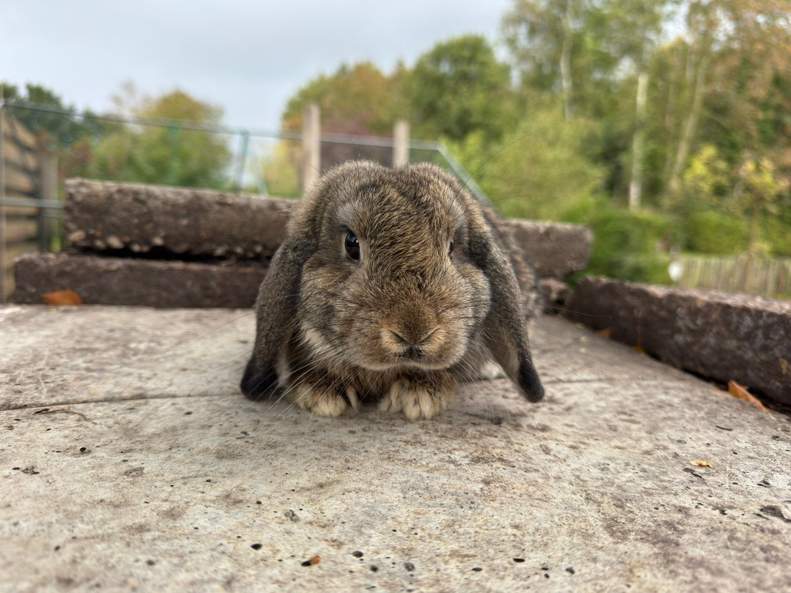 Nederlandse hangoor dwerg Gecastreerde ram, Dieren en Toebehoren, Mannelijk, Dwerg, Hangoor