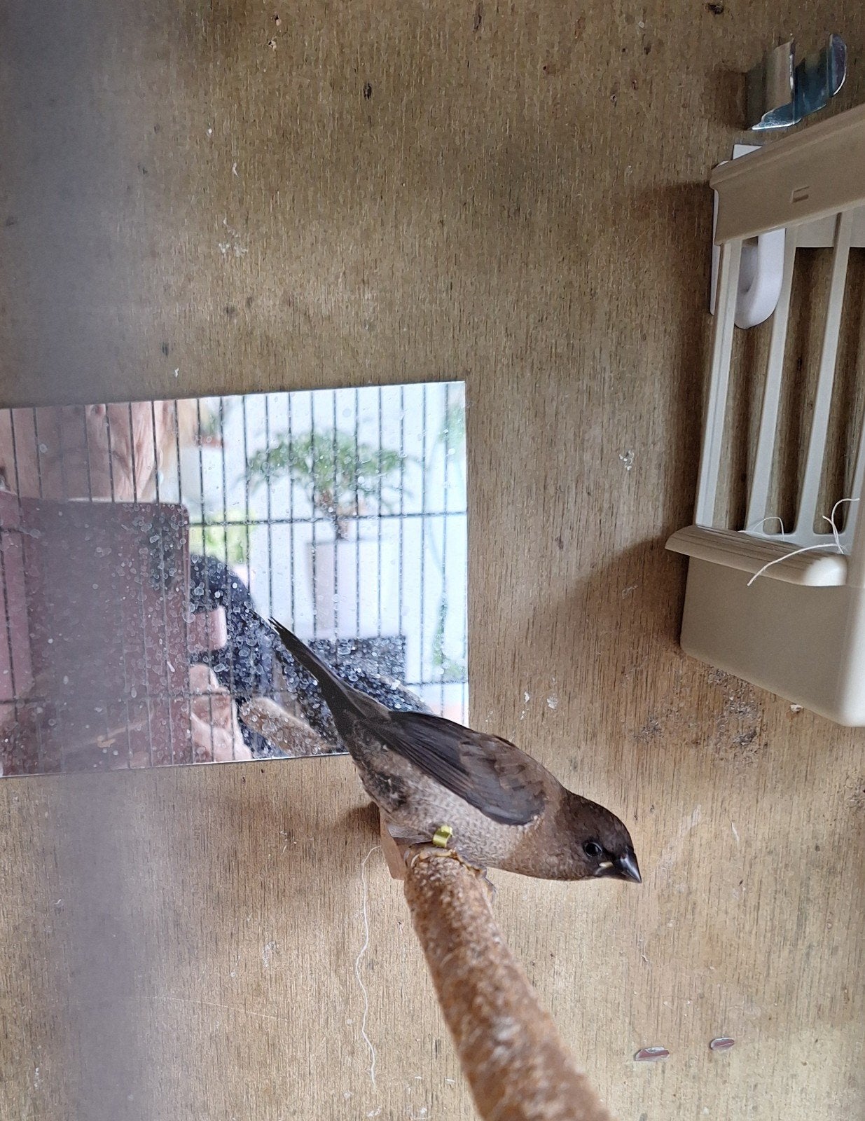 Twee bruine japanse meeuwtjes te koop, Dieren en Toebehoren, Vogels | Overige Vogels, Meerdere dieren