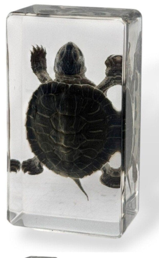 Opgezette Baby schildpadjes in giethars Op=Op, Ophalen of Verzenden, Nieuw, Opgezet dier