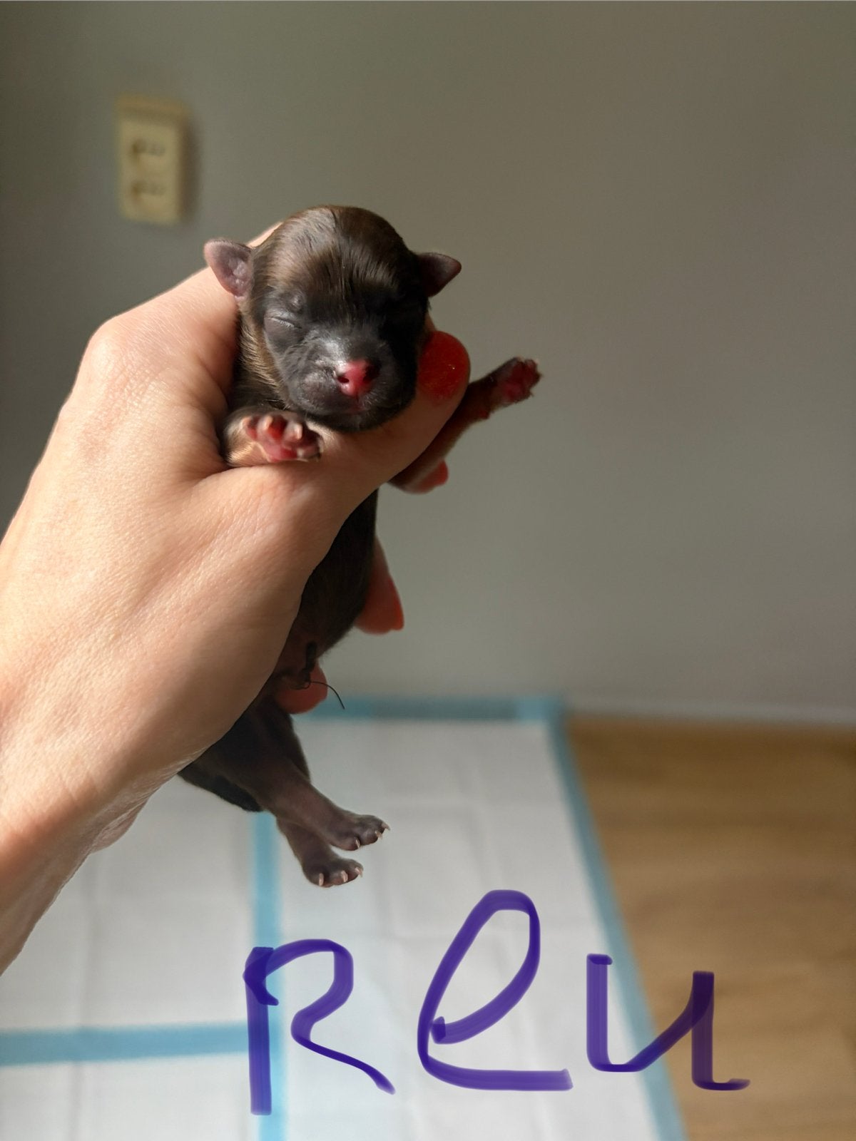 Chihuahua pup reu, Parvo, Reu, 8 tot 15 weken, Meerdere