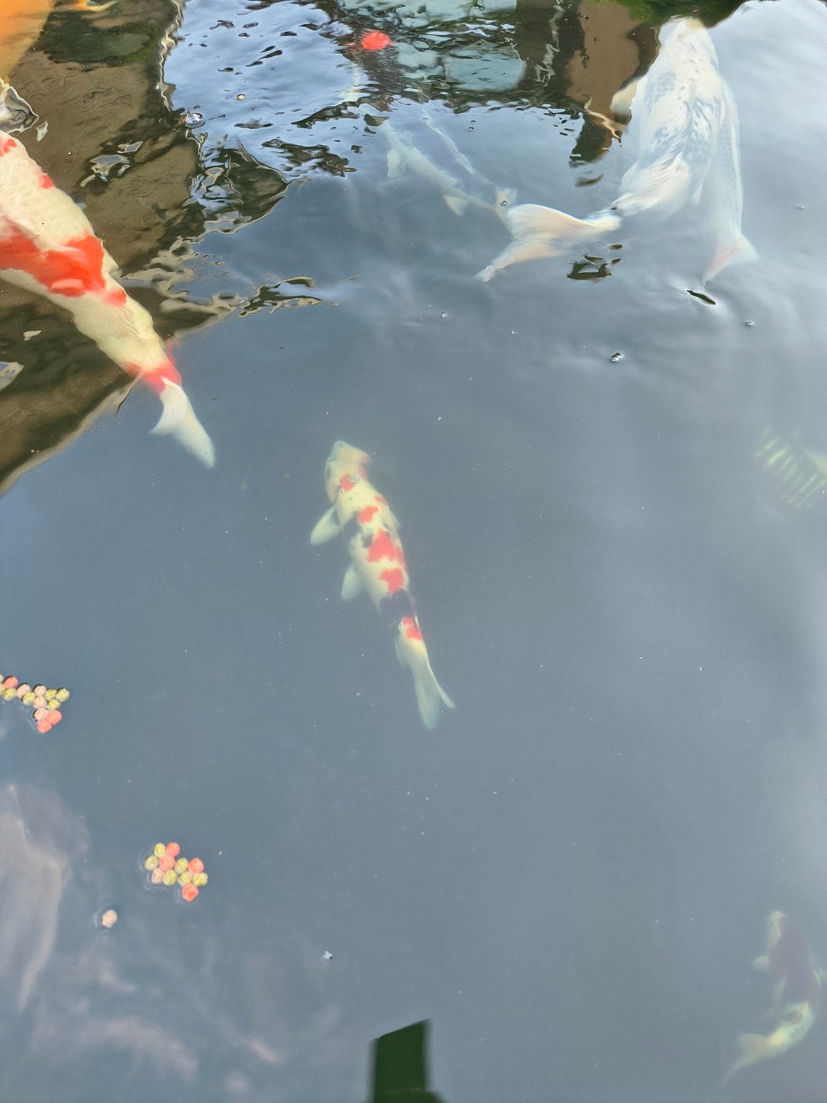Te koop mooie koi, Dieren en Toebehoren, Vissen | Vijvervissen, Karper of Koi