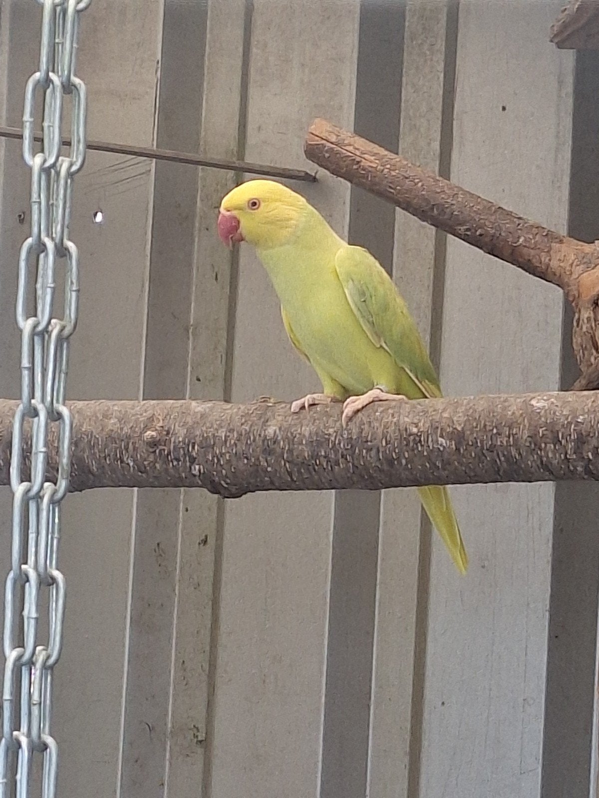 Te koop mooi koppel halsbanden, Meerdere dieren, Parkiet