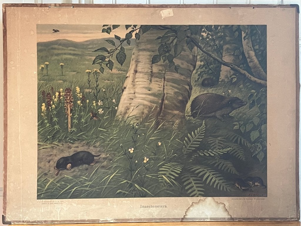 Schoolplaat Insecteneters, Antiek en Kunst, Antiek | Schoolplaten, Ophalen, Natuur en Biologie