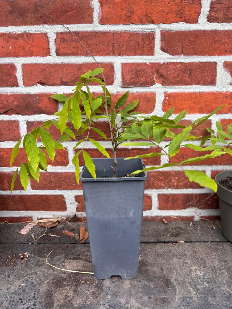 Wisteria blauwe regen plant te koop, Tuin en Terras, Planten | Tuinplanten, Ophalen, Overige soorten, Volle zon