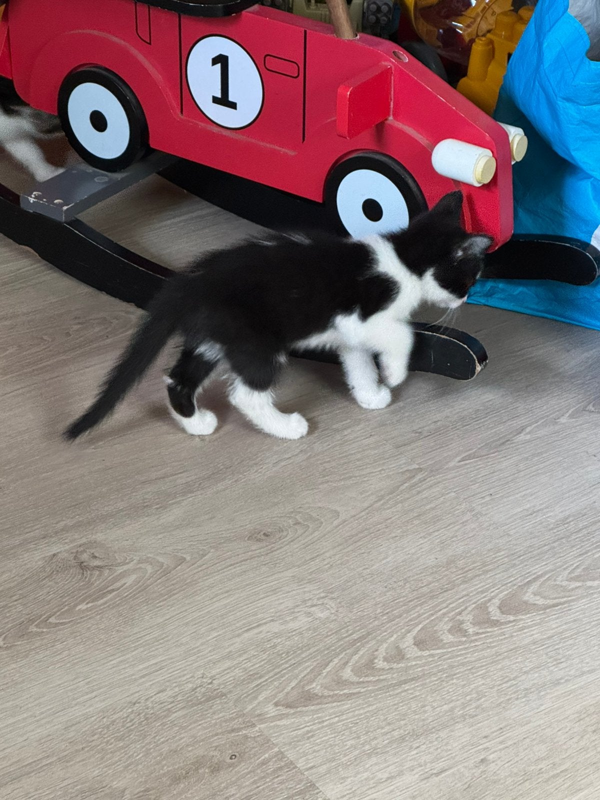 Kittens 5 stuks, Meerdere dieren