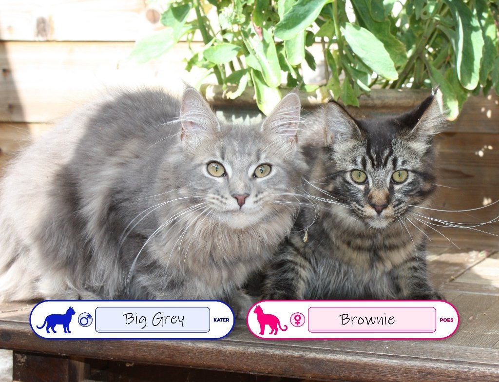 maine coon kittens, Meerdere dieren, Ontwormd, 0 tot 2 jaar