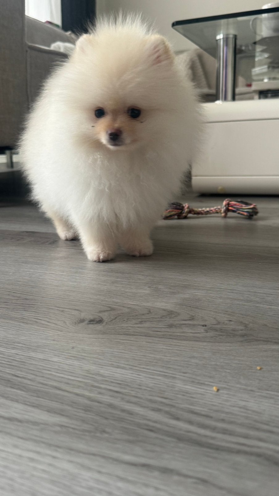 Pomeriaan te koop, Particulier, Keeshond, 15 weken tot 1 jaar, Buitenland