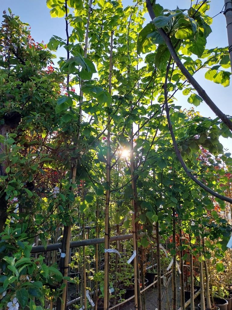 Lindebomen: Zomerlinde en Winterlinde - Tilia soorten, Overige soorten, 250 tot 400 cm, Zomer, Ophalen