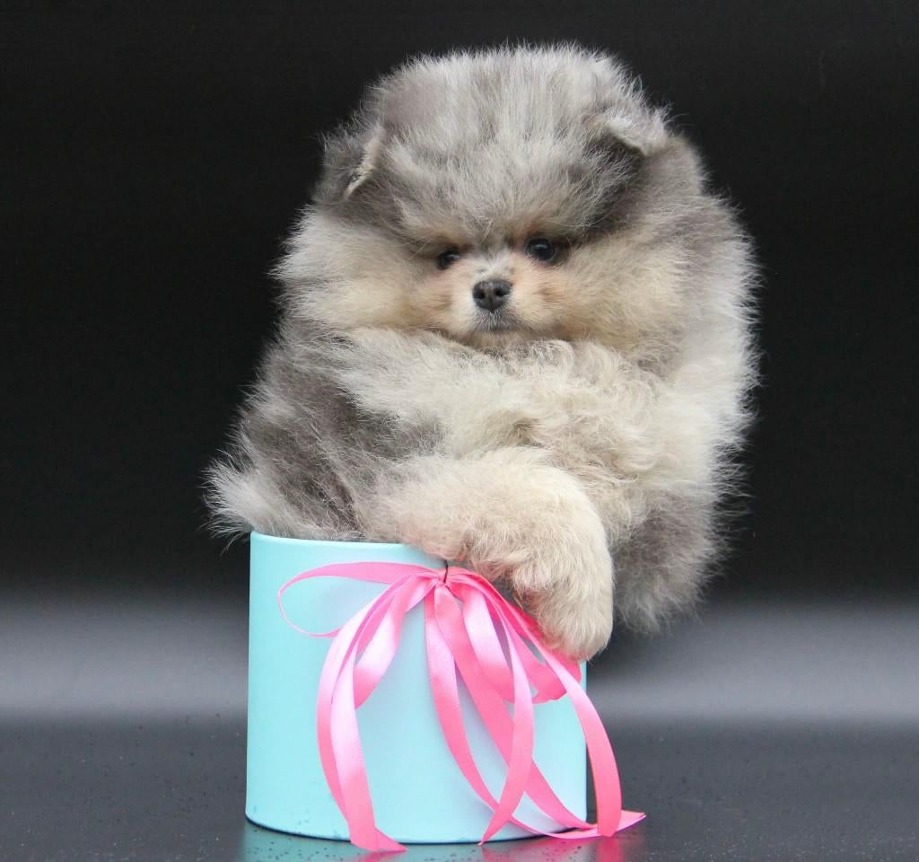 Pomeriaan pup reutje Merle Bear type – te reserveren, Nederland, Keeshond, Reu, 8 tot 15 weken