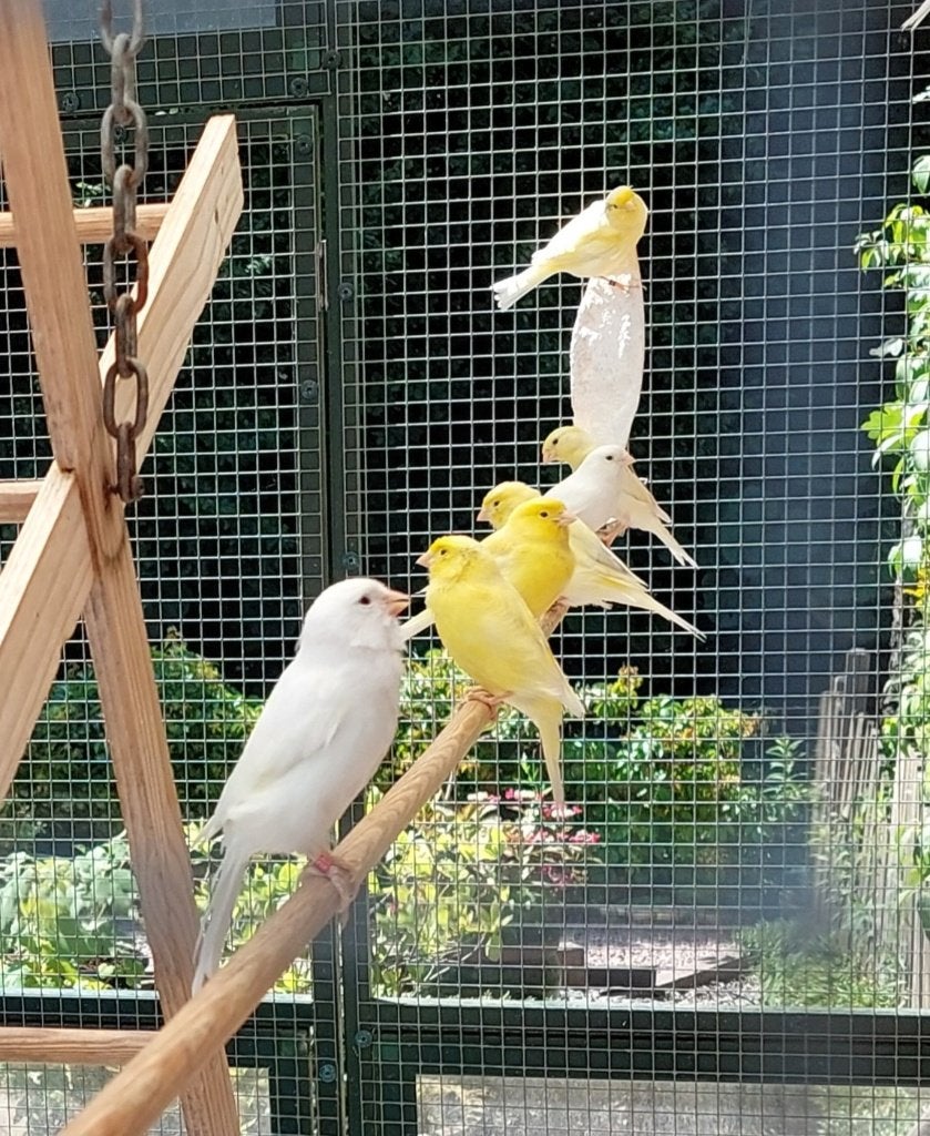 Waterslagers, Dieren en Toebehoren, Vogels | Kanaries, Meerdere dieren, Zangkanarie
