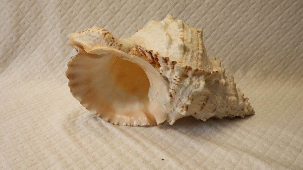 Schelp : grote Tutufa bubo, Ophalen of Verzenden, Schelp(en)