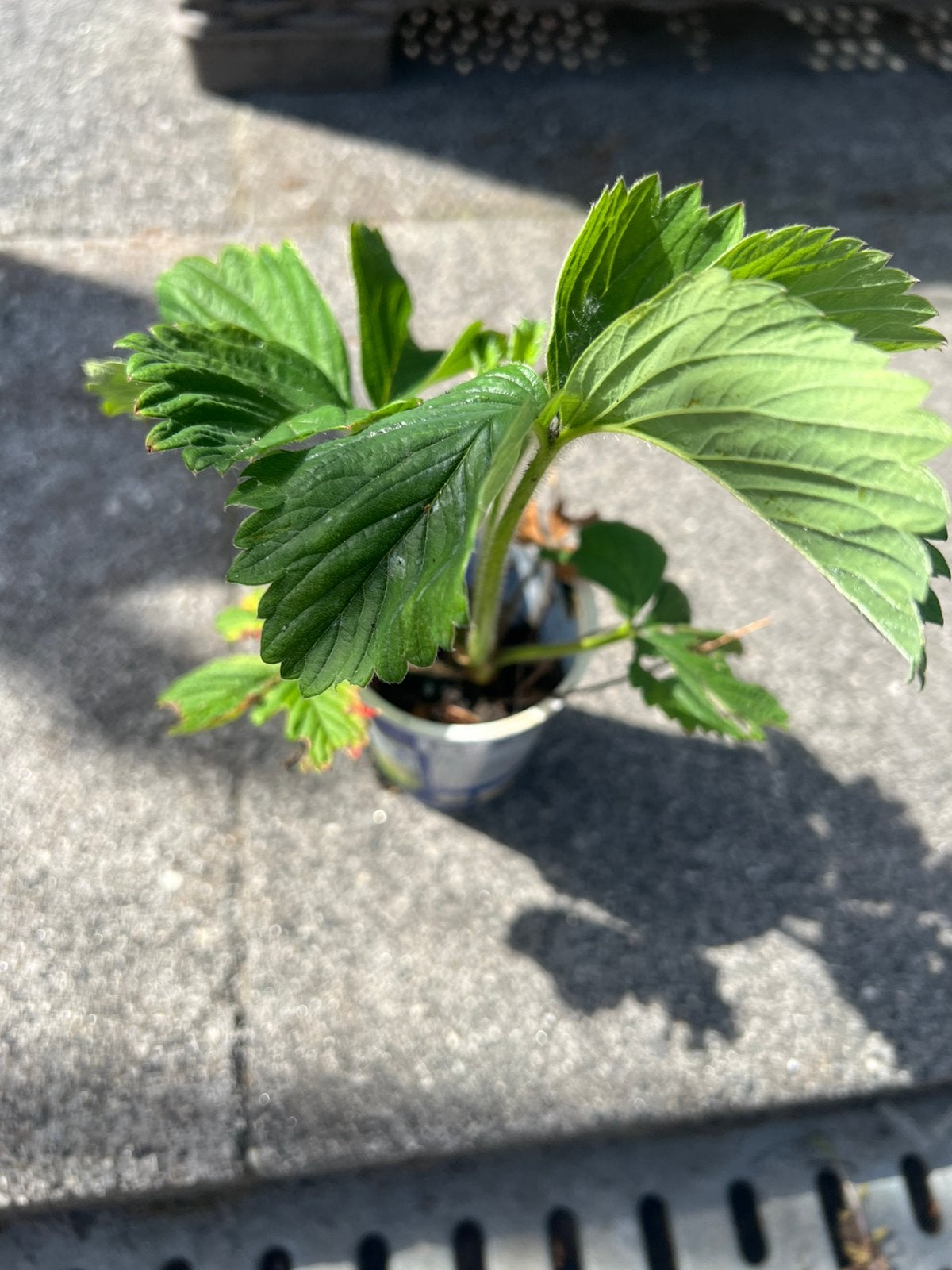 Aardbeien planten, Ophalen of Verzenden, Volle zon