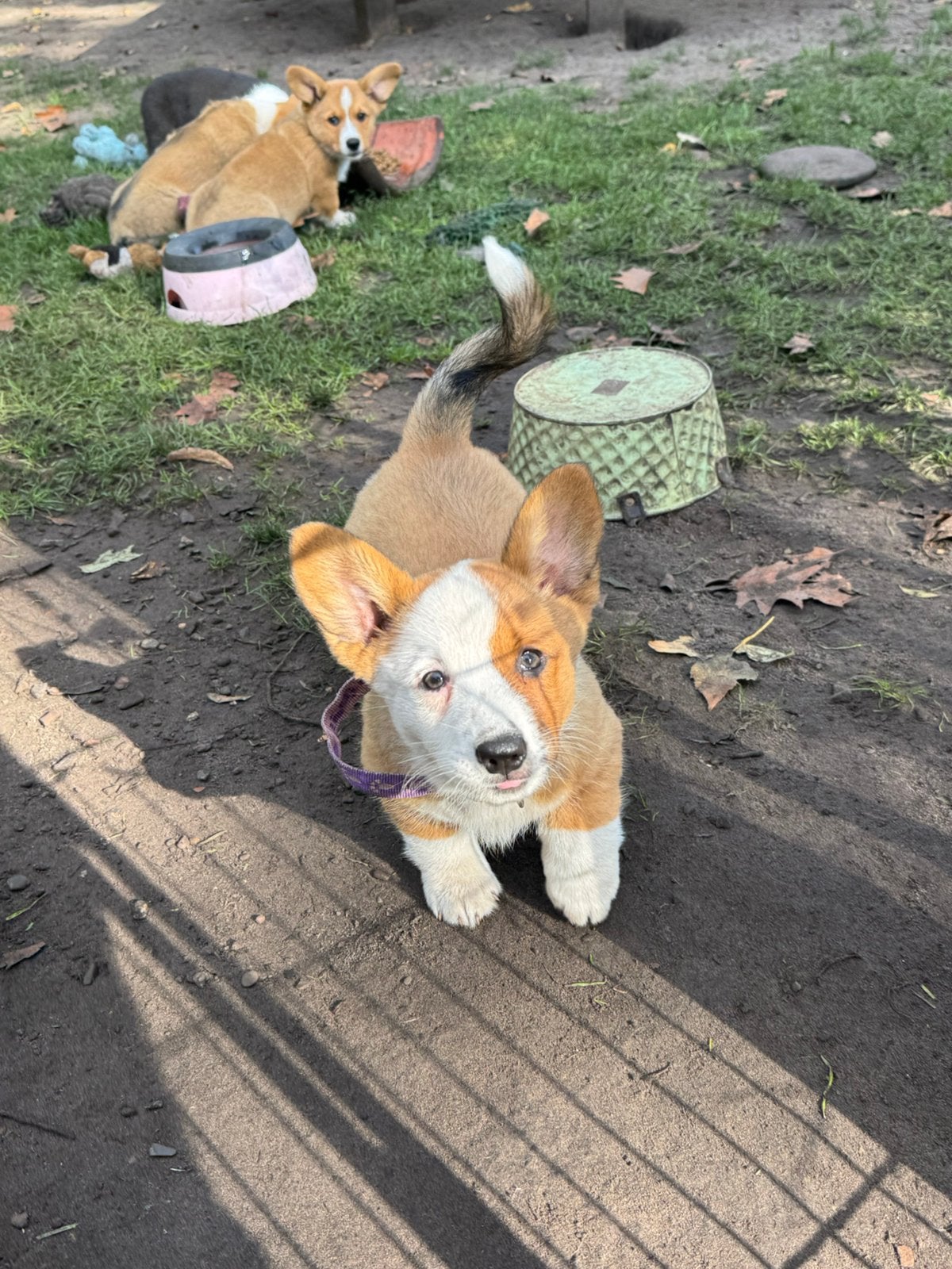 Corgi pups, Dieren en Toebehoren, Parvo, 8 tot 15 weken, Meerdere, Meerdere dieren