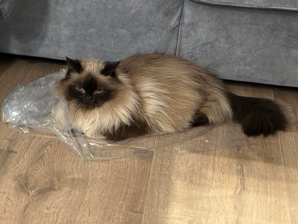 Lieve rustige poes, Heilige Birmaan, binnenkat, Dieren en Toebehoren, Poes, Langharig, 6 jaar of ouder