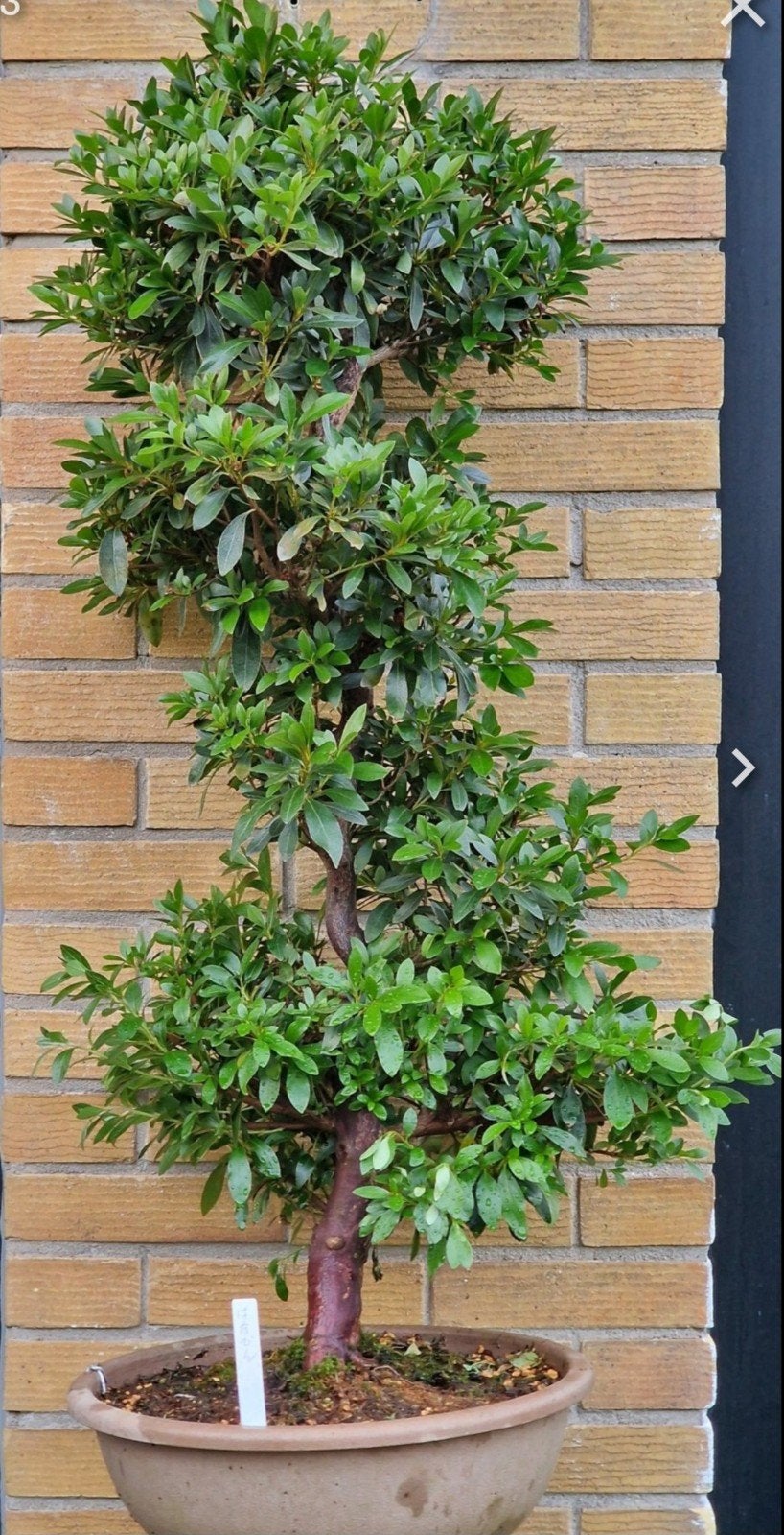 Satsuki Azalea Bonsai - 90cm hoog, import uit Japan, Ophalen of Verzenden, Overige soorten, Volle zon