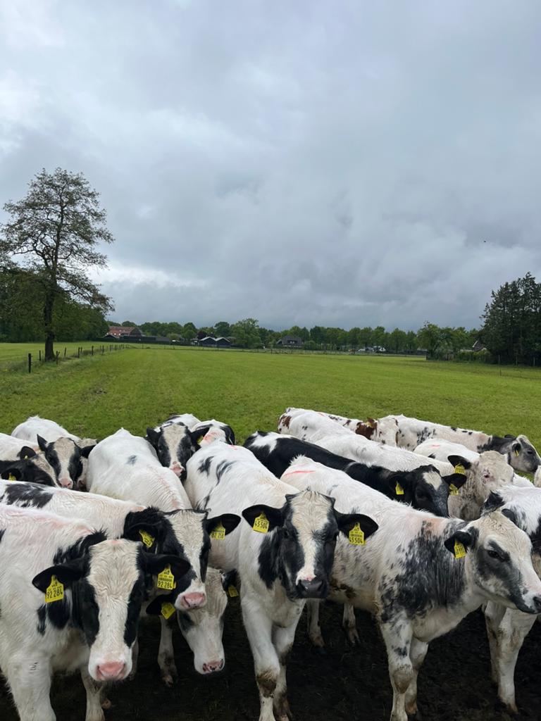 Belgisch blauwe vaarskalveren, Dieren en Toebehoren, Stalling en Weidegang