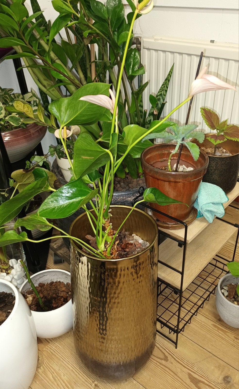 Anthurium Kamerplant in Gouden Pot, Ophalen of Verzenden, Halfschaduw, Minder dan 100 cm