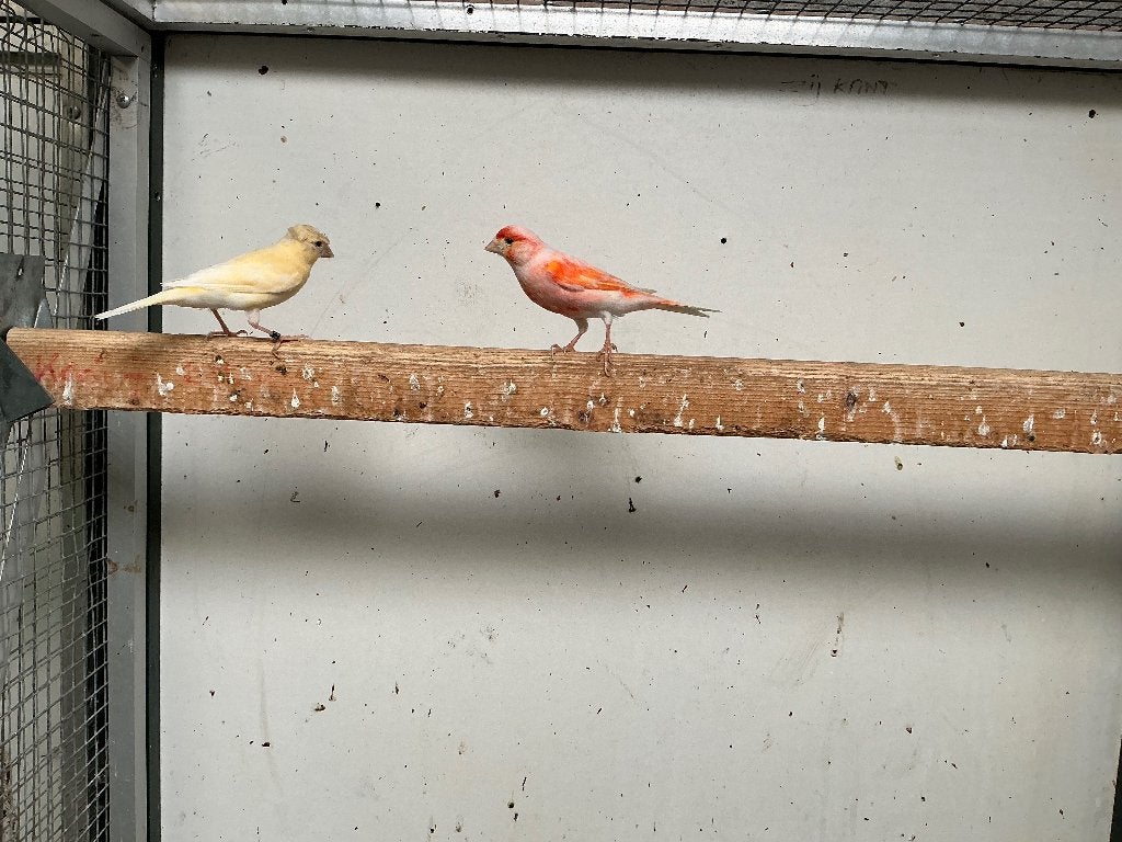Kanaries, Meerdere dieren, Kleurkanarie