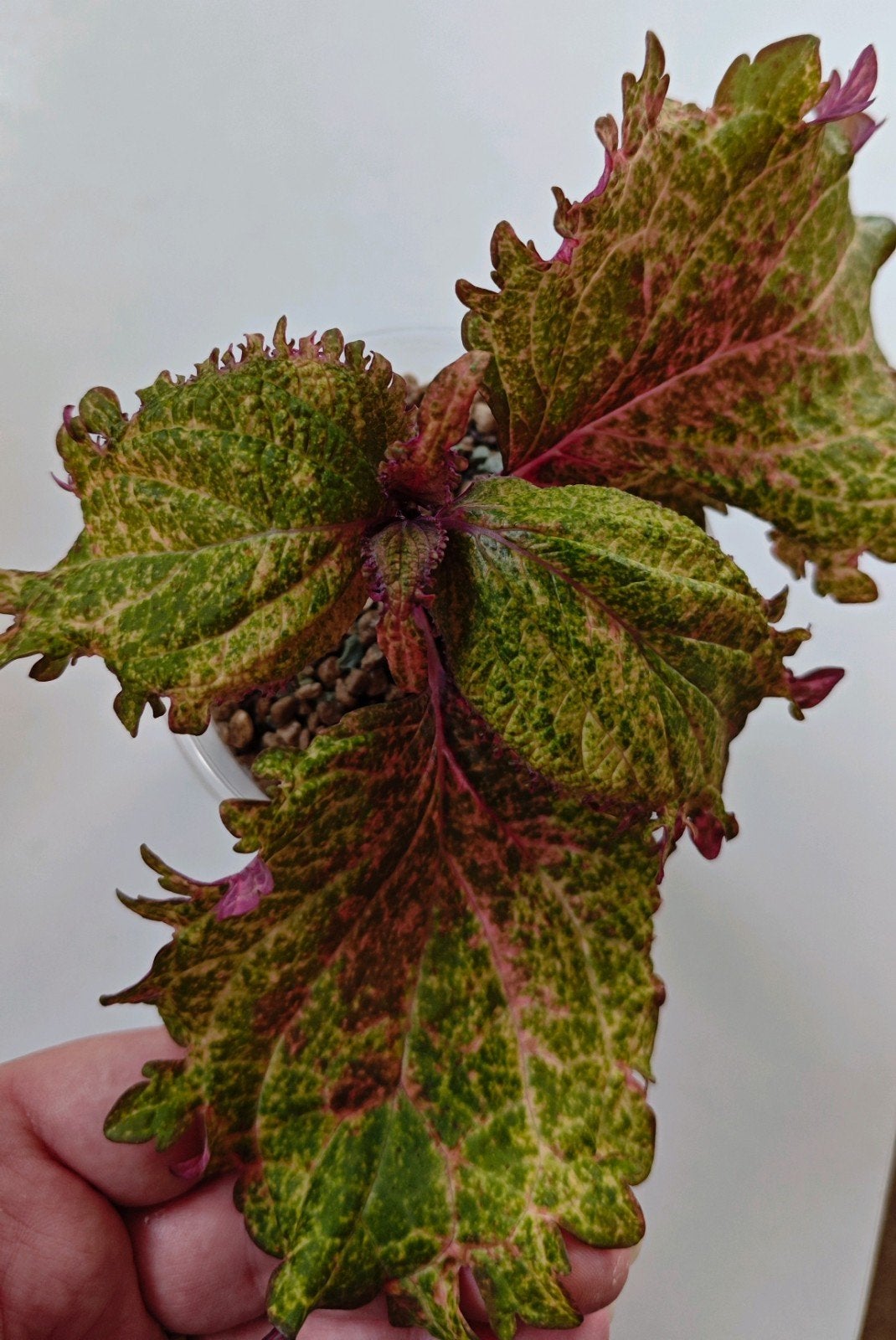 zeldzame coleus siernetel stekje nr18, Ophalen, Halfschaduw, Minder dan 100 cm
