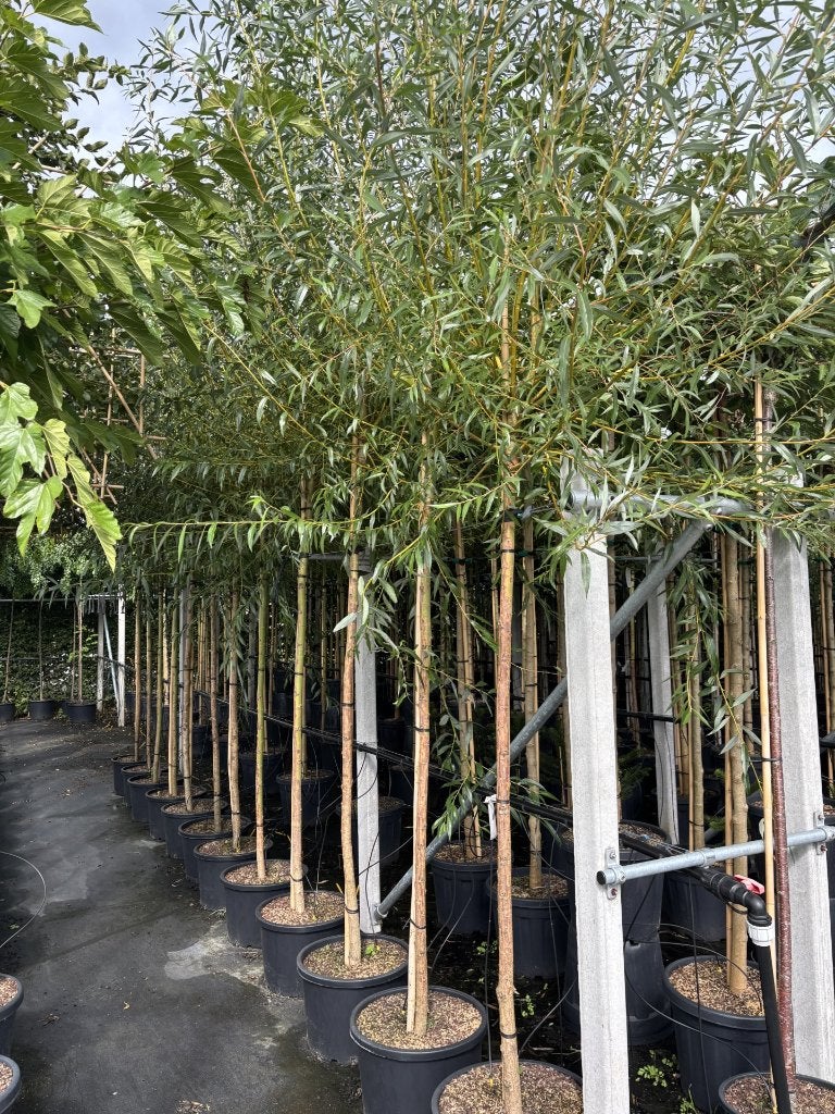 Salix ‘Chermesina’ knotwilg 200/220 cm – 10/12 & 12/14, In pot, Bloeit niet, Halfschaduw, 250 tot 400 cm