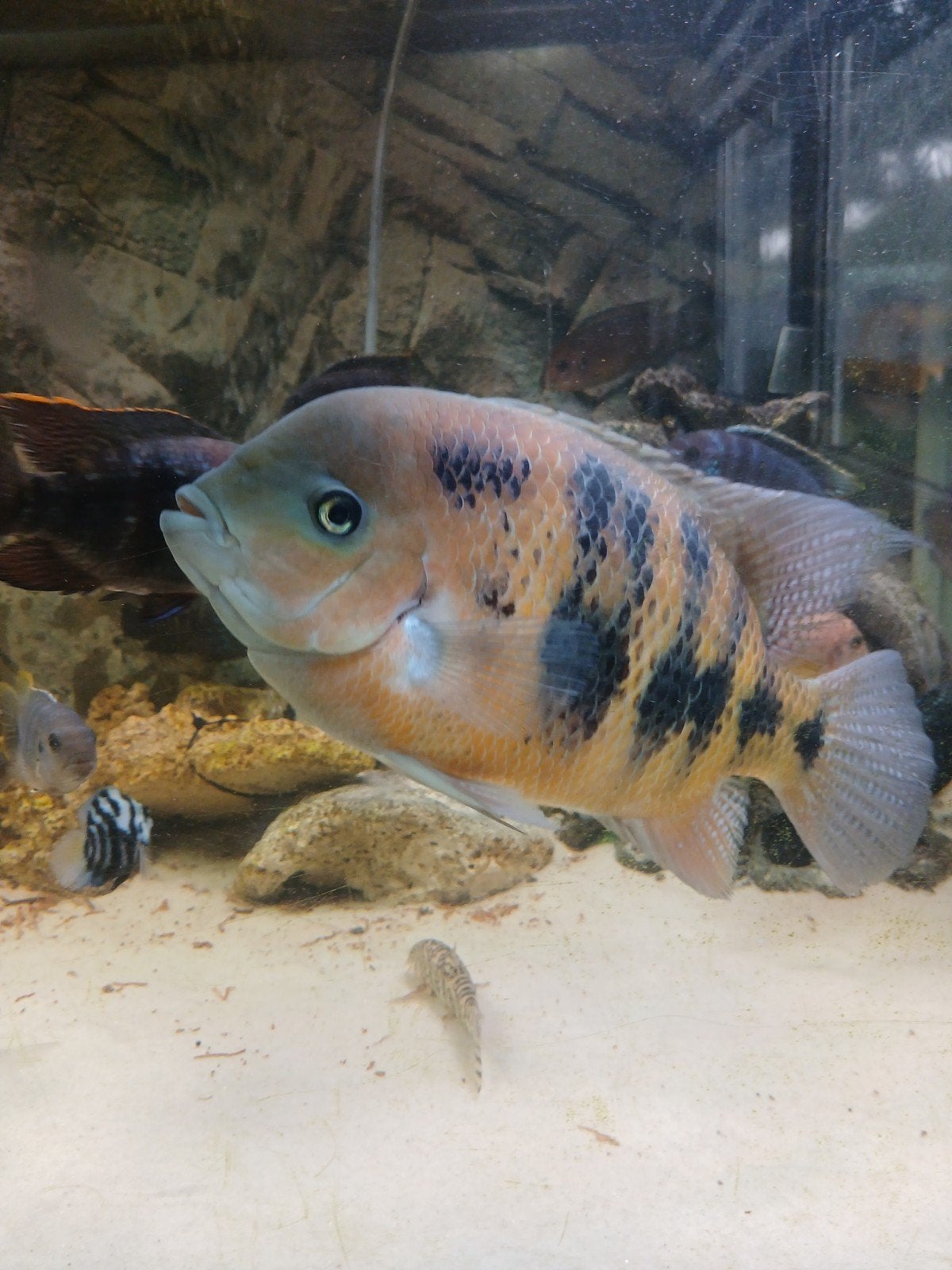Te koop 
boucourti, Dieren en Toebehoren, Vissen | Aquariumvissen, Vis