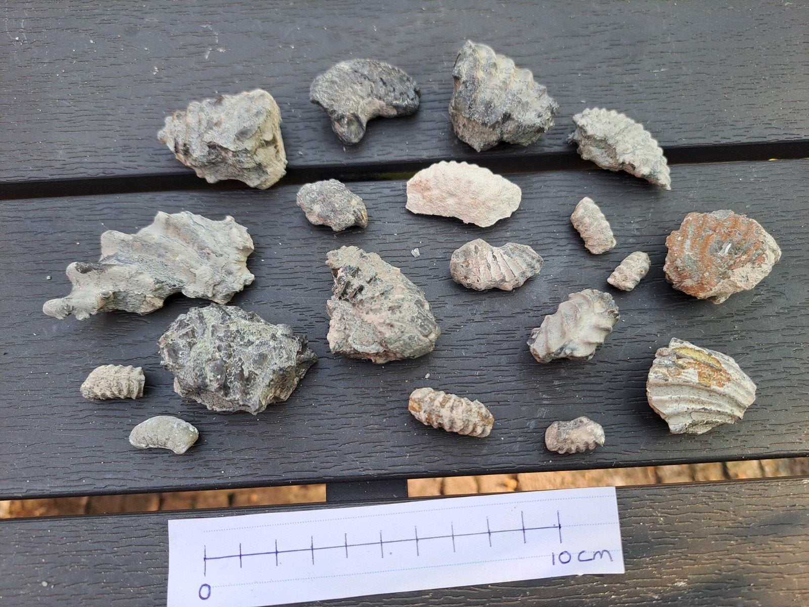 Diverse fossiele ammoniet fragmenten, Ophalen of Verzenden, Fossiel