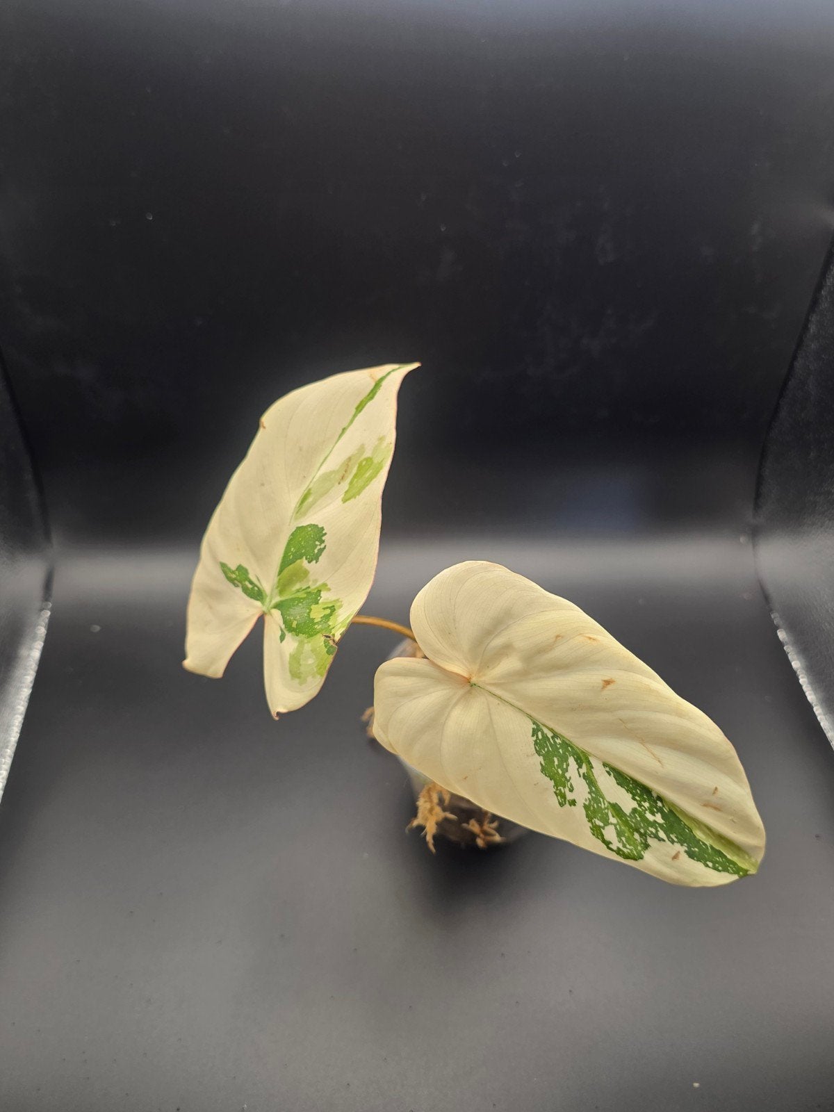 Philodendron gloriosum tricolor, Ophalen of Verzenden, Halfschaduw, Minder dan 100 cm