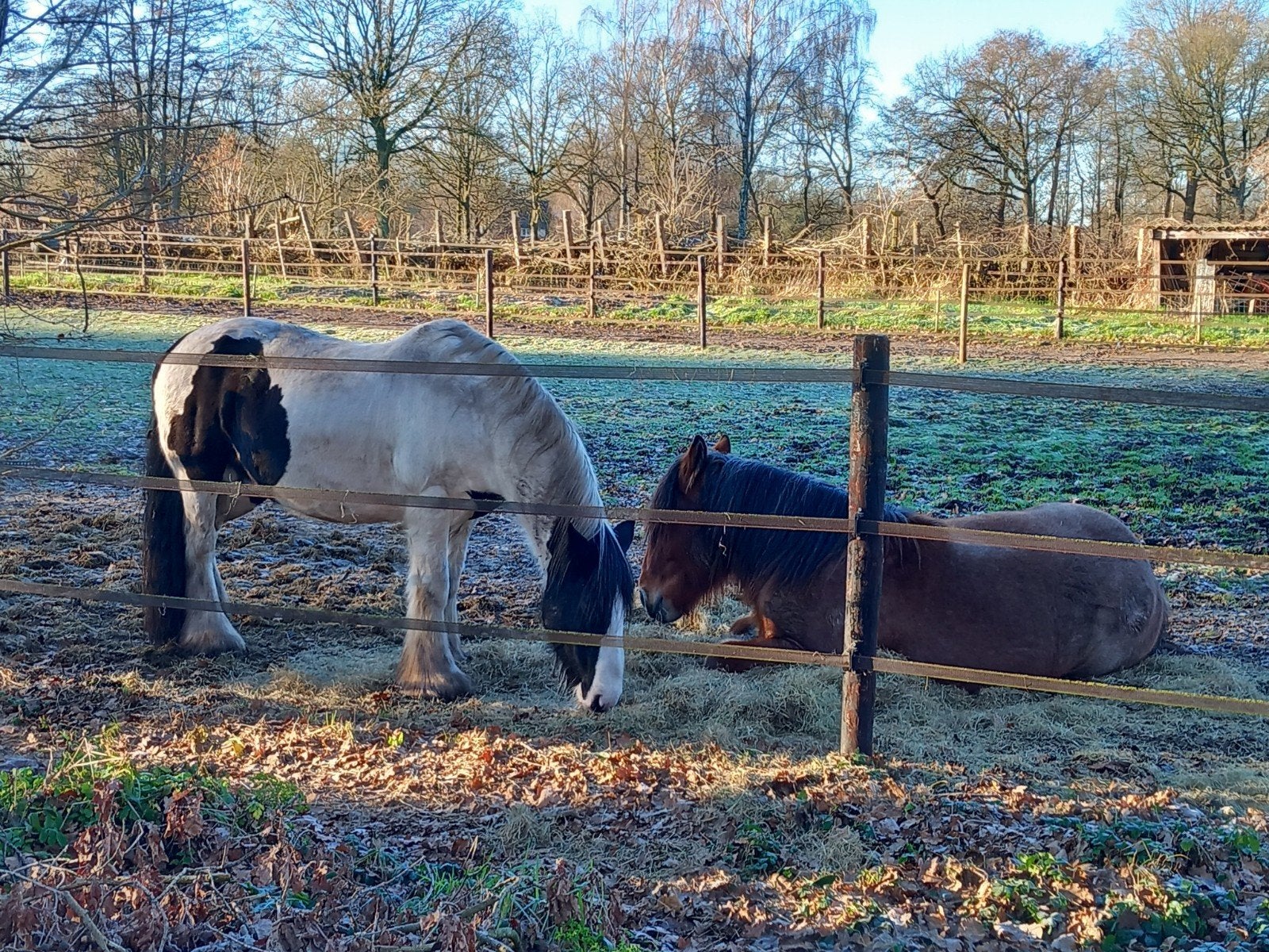Tinker, ruin, stokmaat141cm 14 jaar., Dieren en Toebehoren, Gechipt, Minder dan 160 cm, Ruin, 11 jaar of ouder