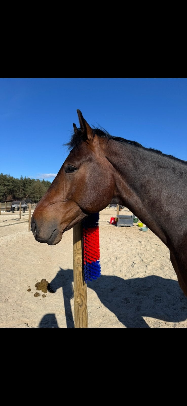 Gezocht: Bijrijder/ verzorger voor 5 jarige kwpn ruin, Dieren en Toebehoren, Paarden en Pony's | Overige Paardenspullen, Ophalen of Verzenden