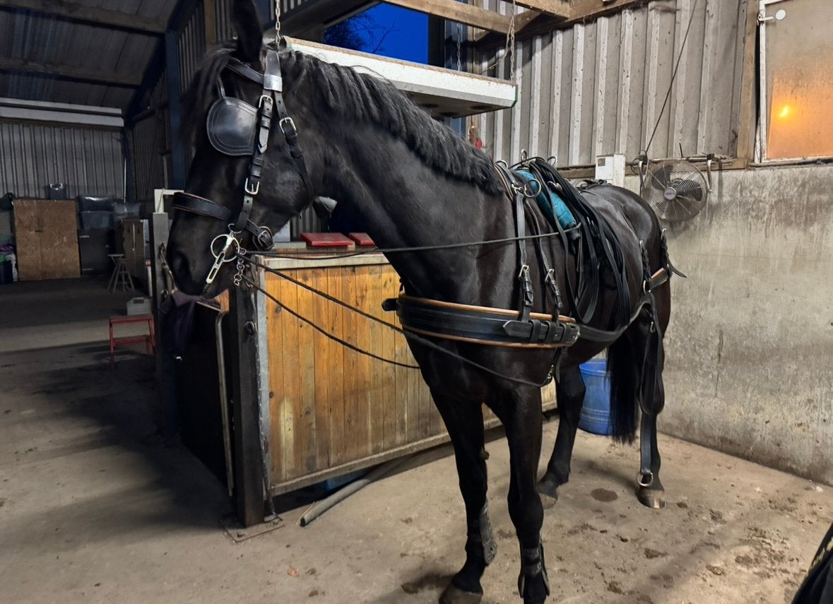 mentuig maat full, Gebruikt, Sulky, Paard