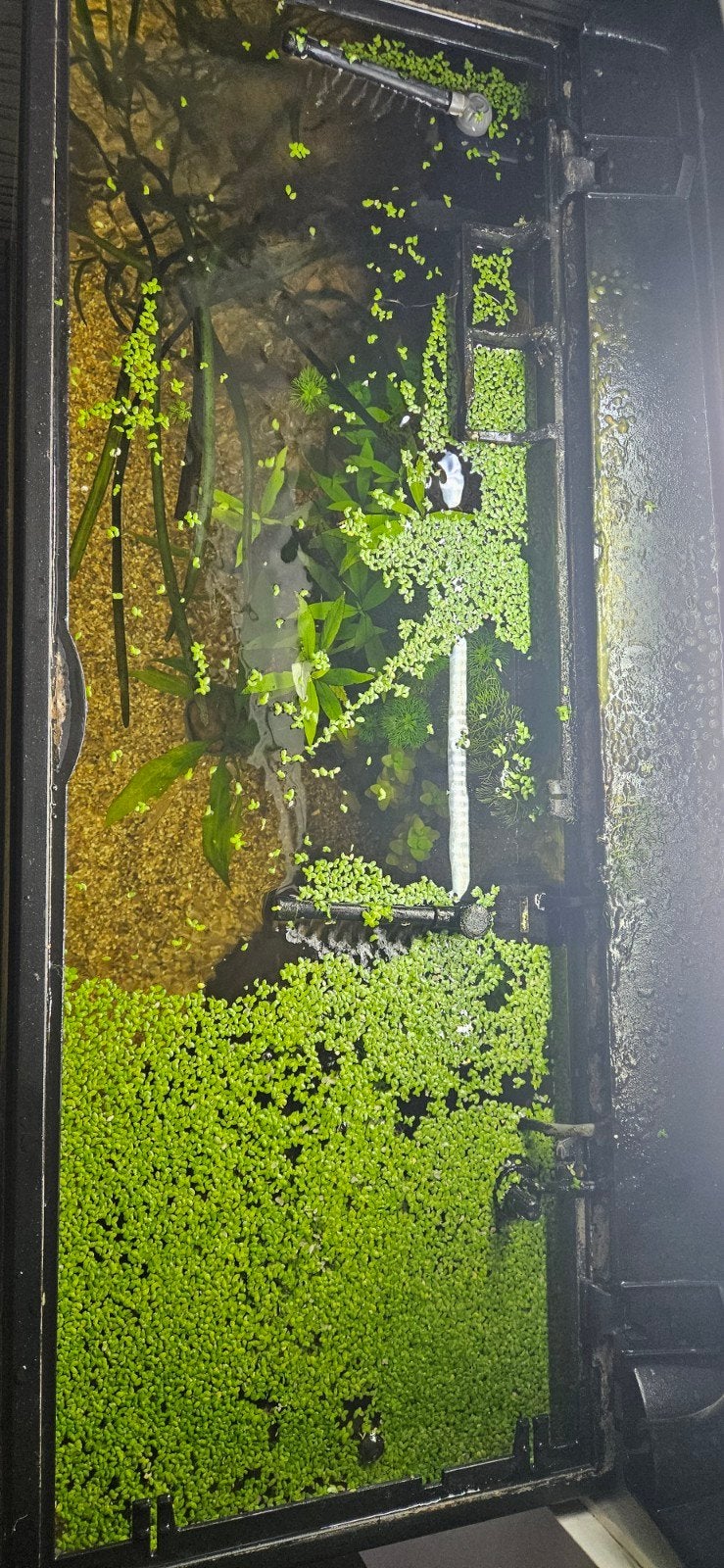 aquarium drijfplanten eendenkroos waterlinzen aquariumplant, Dieren en Toebehoren, Ophalen, Nieuw, Plant(en), Steen of Hout