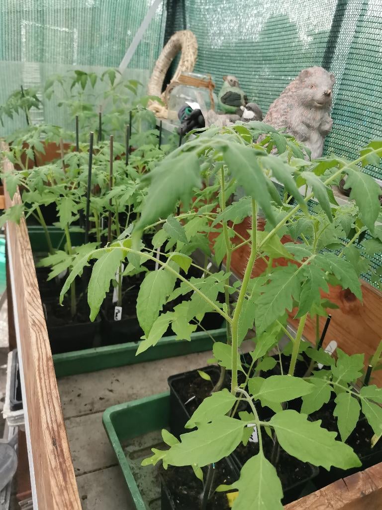 Komkommer met 3 tomaten planten, Ophalen, Volle zon, Groenteplanten, Eenjarig